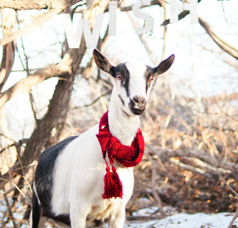 Goat with a red scarf on