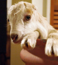goat kid peeks out 